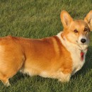 Welsh corgi pembroke