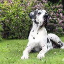 Dog niemiecki biało czarny