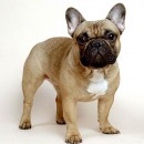 Buldog francuski miniaturka