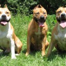 Pitbull