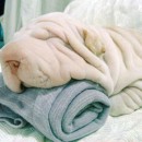  Shar pei