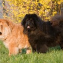 chow chow 