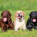 labrador