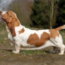 Basset