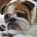Buldog