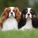 cavalier king charles spaniel