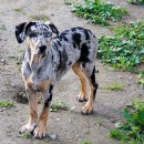 Catahoula Leopard