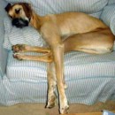 Dog niemiecki brązowy