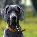 Dog niemiecki czarny