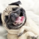 Mops